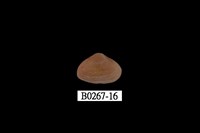 藏品(抱蛤)的圖片